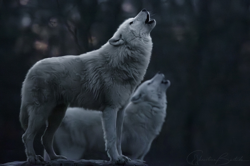 Loups blancs d'arctique