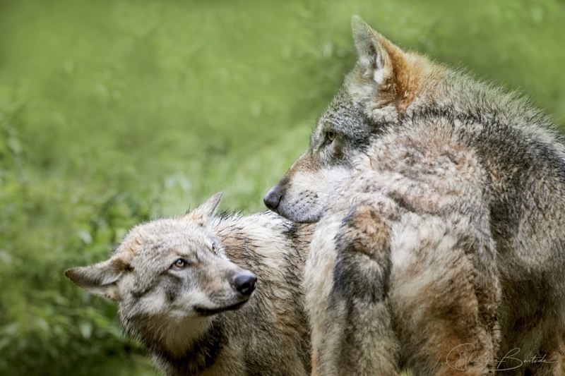 Loups gris d'Europe