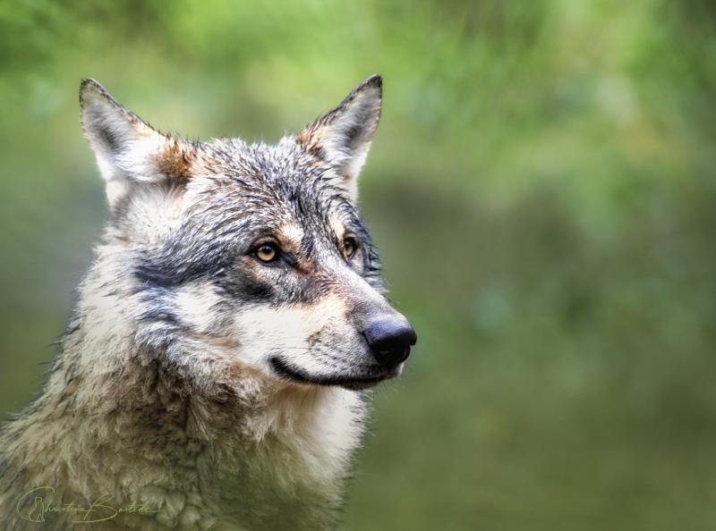Loup gris d'Europe