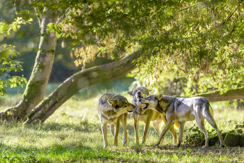 Loups gris d'Europe