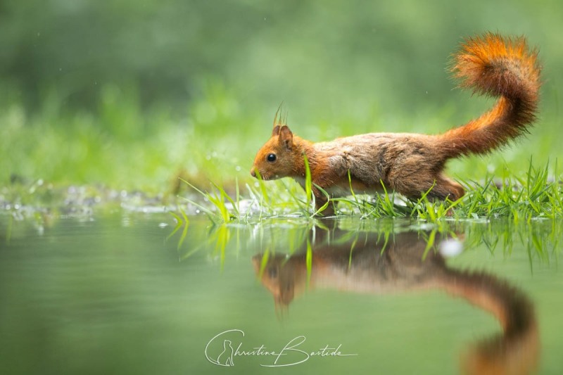 Reflet