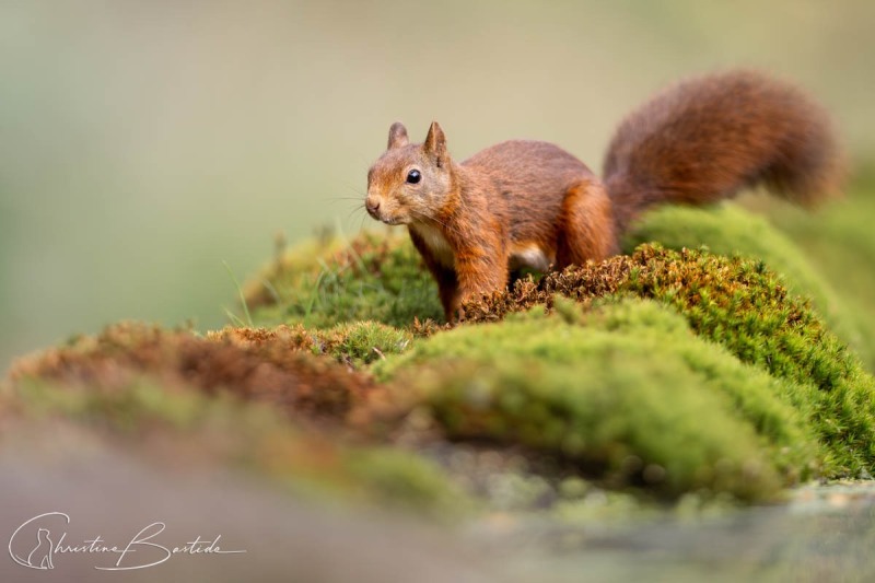 Prudence de l'écureuil