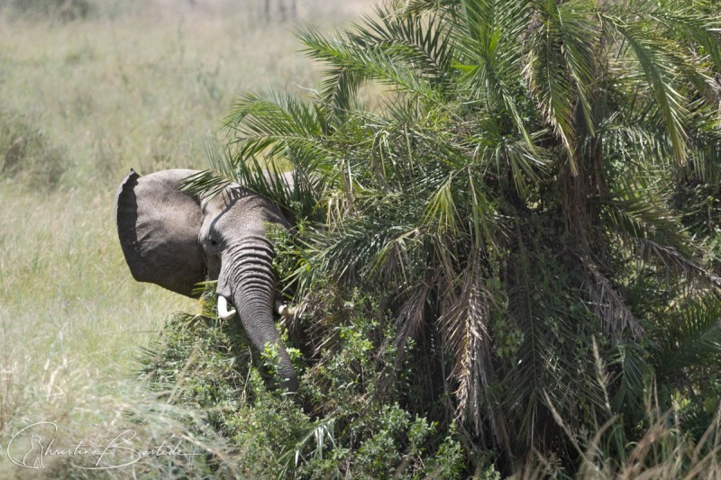 Jeune éléphant