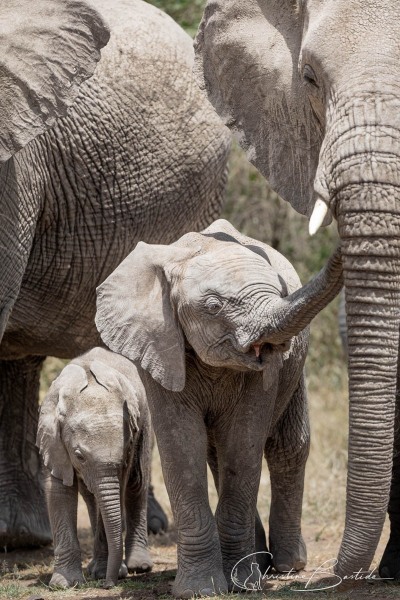 2 jeunes éléphanteaux