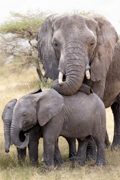 Famille d'éléphants