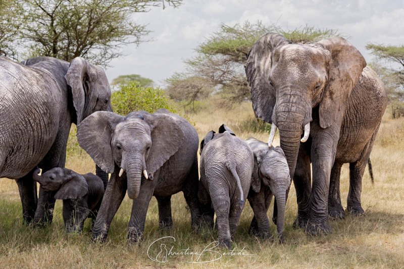 Famille d'éléphants d'Afrique