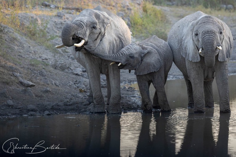 Bar des éléphants