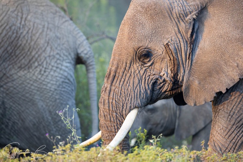 Elephant d'Afrique