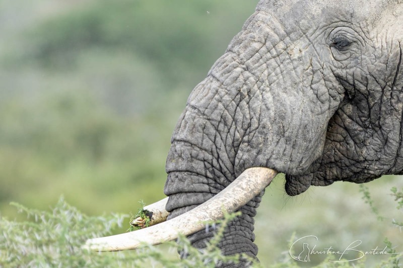 Eléphant d'Afrique