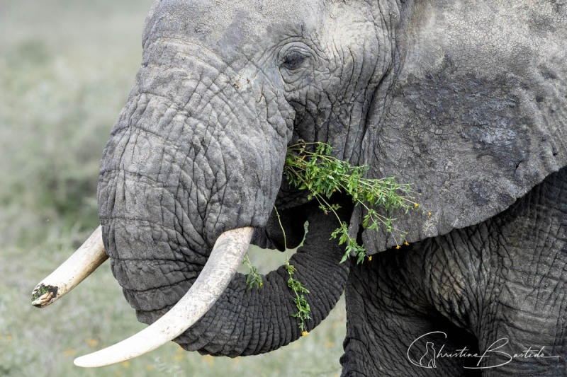 Eléphant d'Afrique