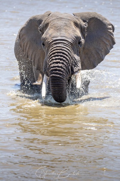 Bain de  l'éléphant