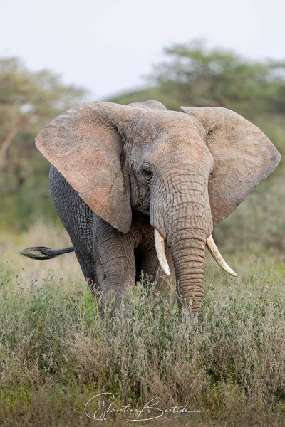 Eléphant d'Afrique