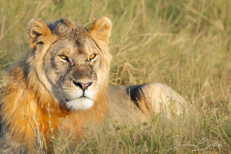 Jeune lion au soleil levant
