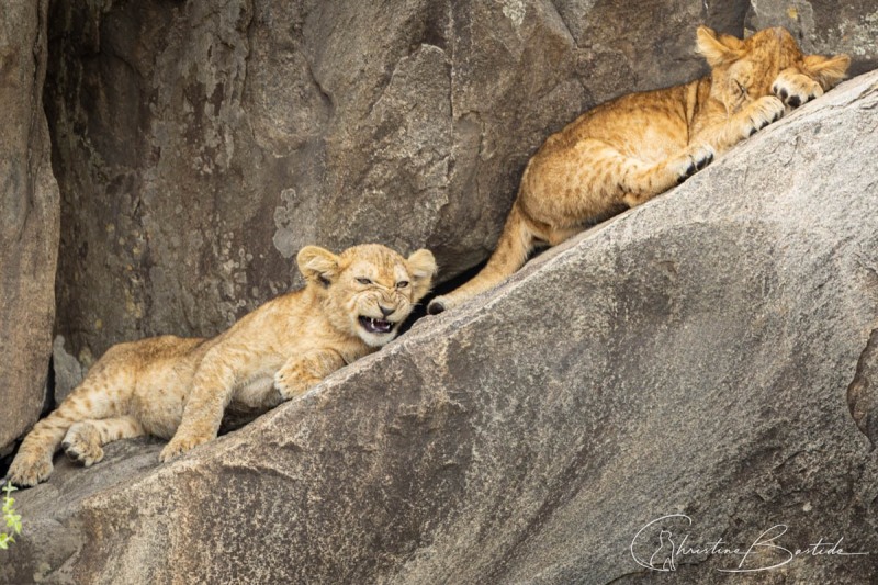 Lionceaux