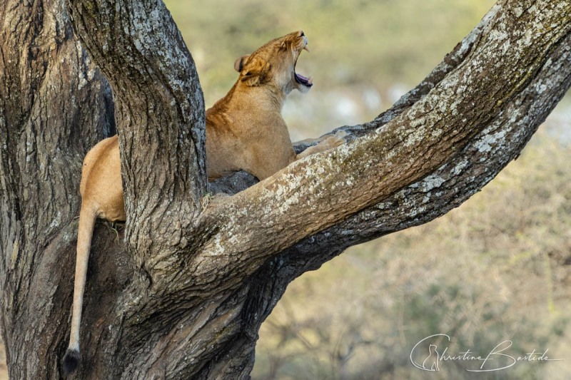 Bâillement d'une lionne