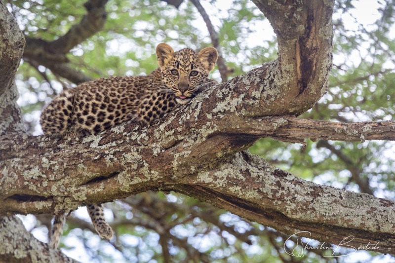 Leopardeau