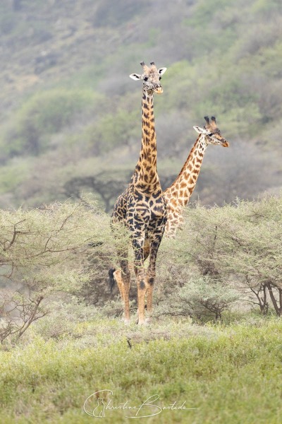 Girafes