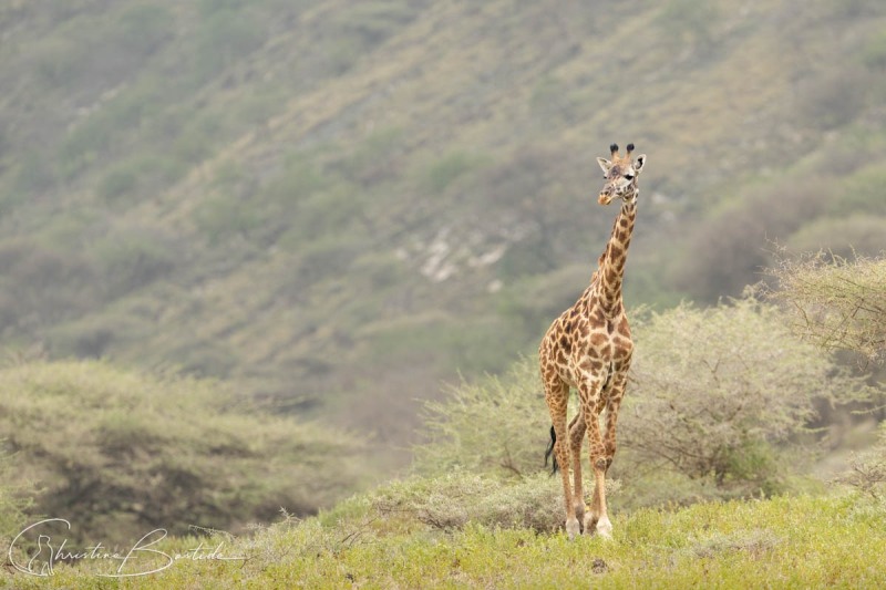 Girafe
