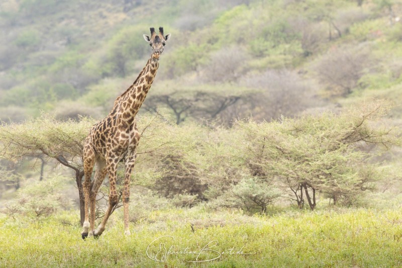 Girafe