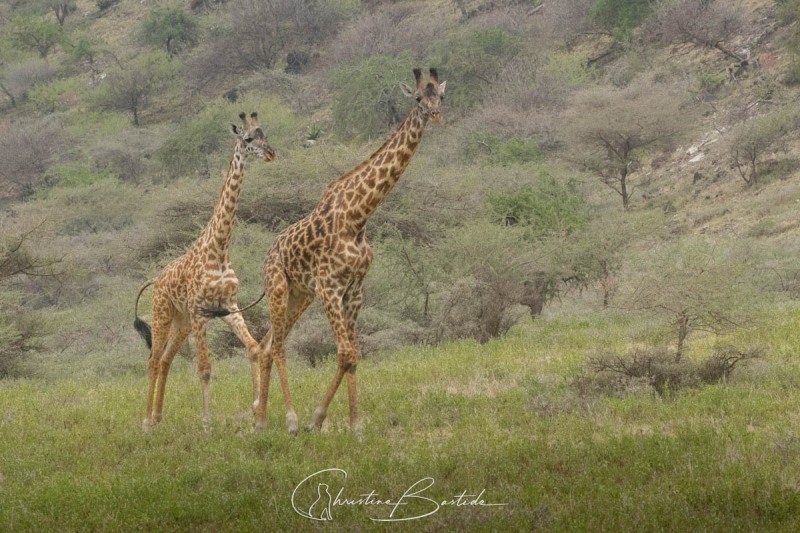 Girafes