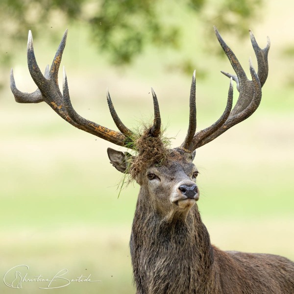 Cerf couronné