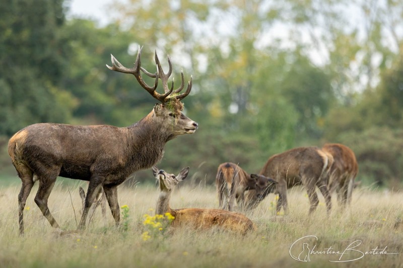 Harde autour du Cerf