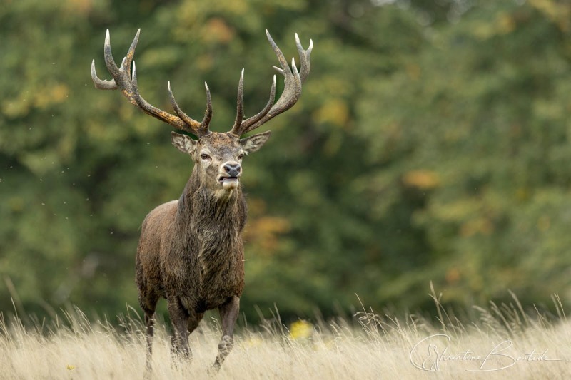 Cerf élaphe