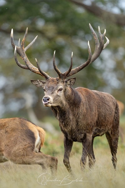 course derrière la biche