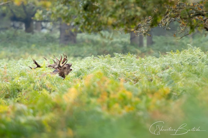 Cerf en rut