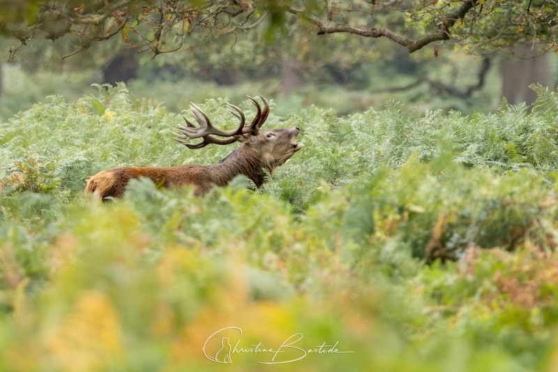 brame dans les fougères