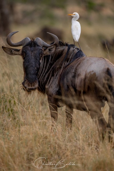 Gnou et garde boeuf