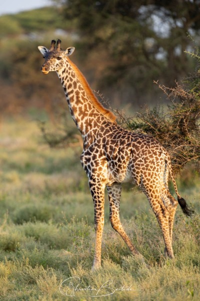 Girafe
