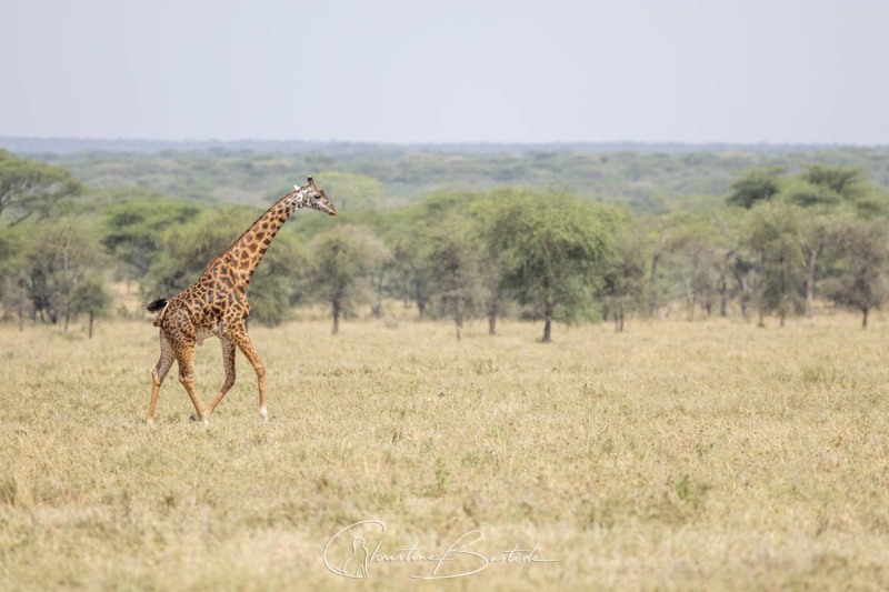 Girafe marchant l'amble