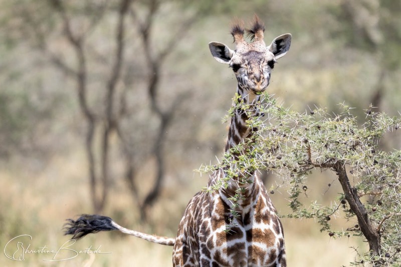 Girafon