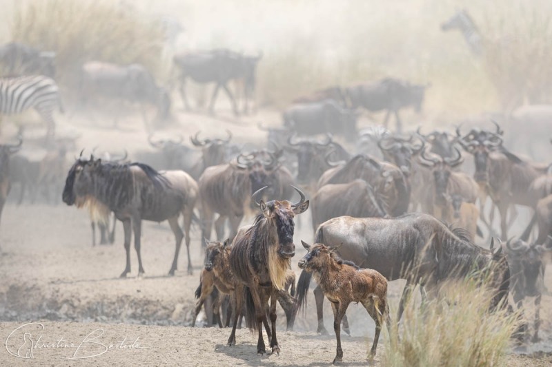 Migration gnous et zébres