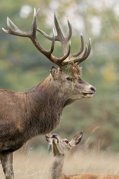 Mon-cerf