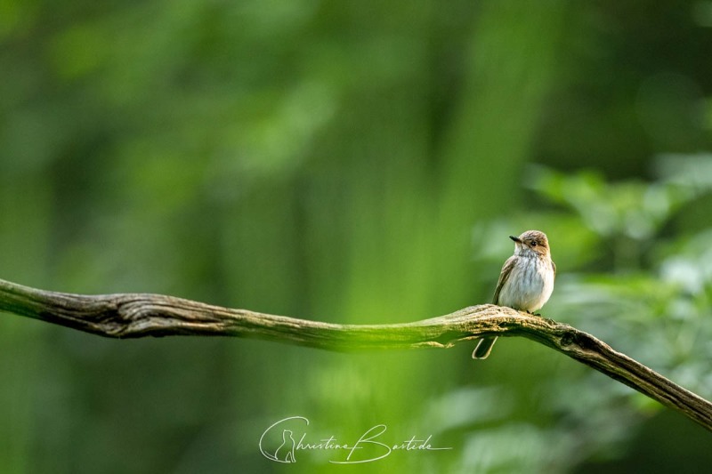 Gobe mouche gris