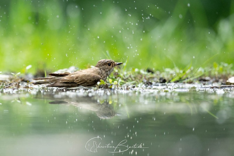 bain du gobe mouche gris