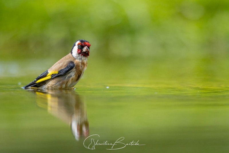 Chardonneret élégant