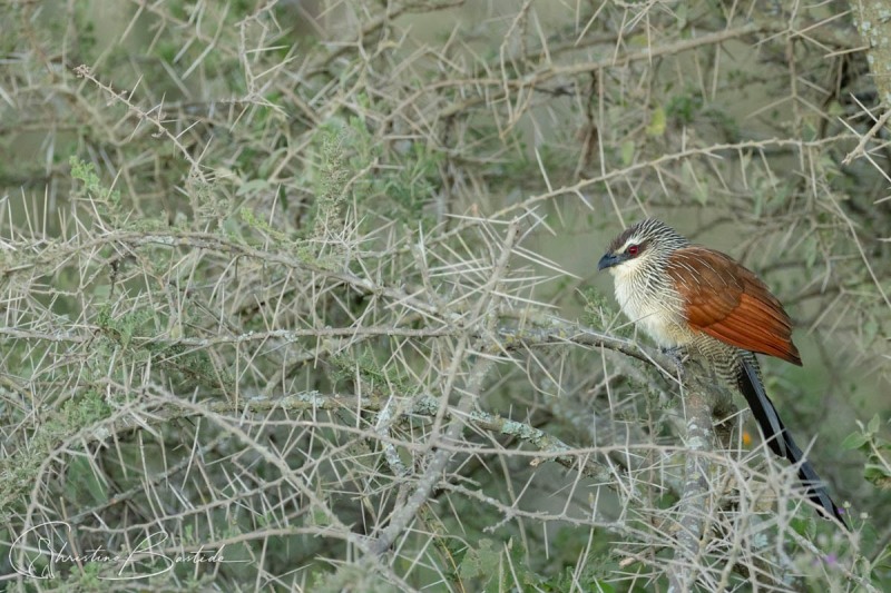 Coucal
