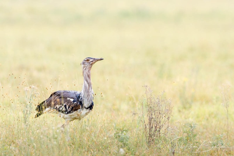 Outarde houbara