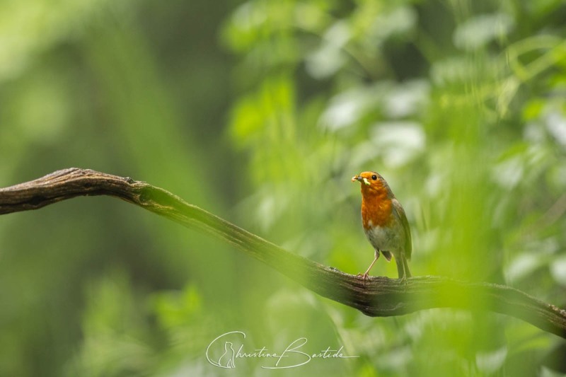 Rouge gorge