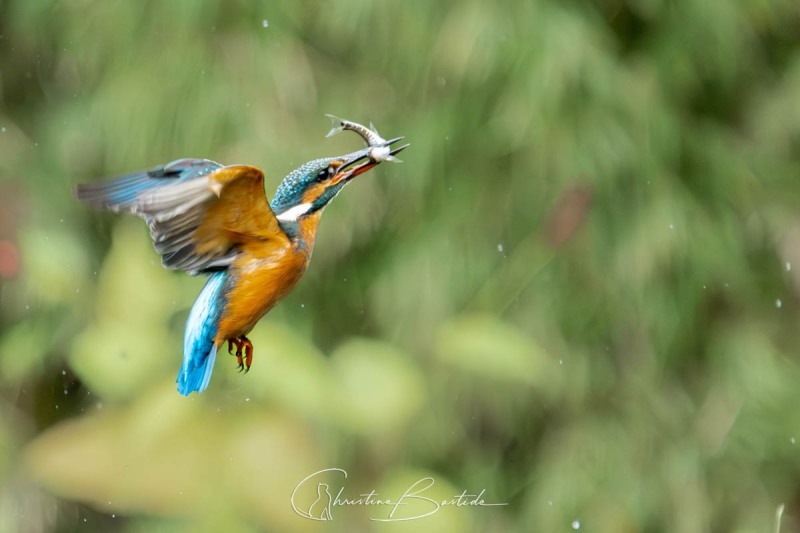 Martin-pêcheur après la pêche