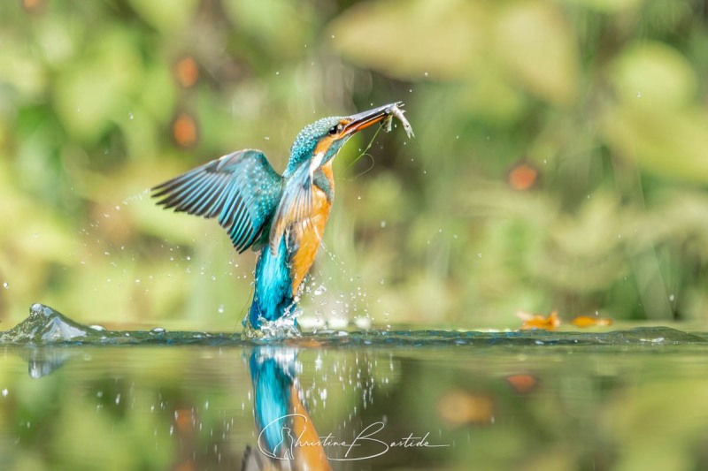 Pêche réussie pour le Martin pêcheur