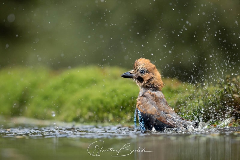 Geai au bain