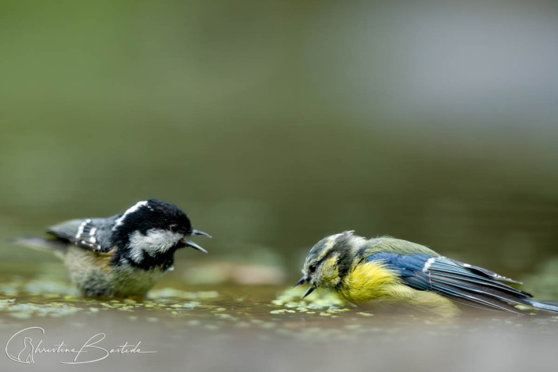 Mésange noire et mésange bleue