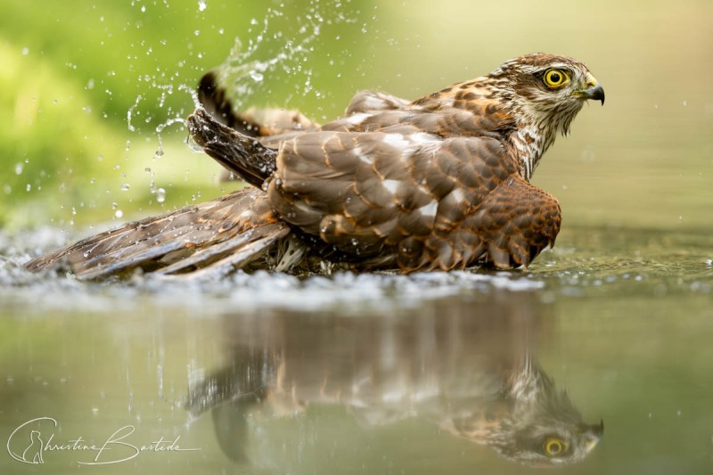 Bain de la buse