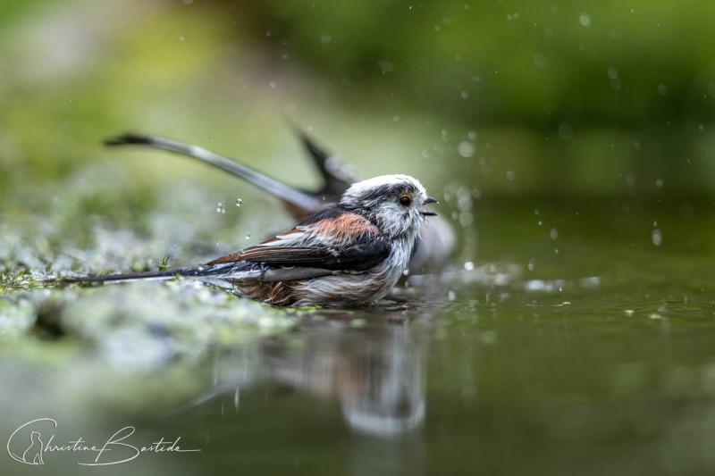 Orites au bain