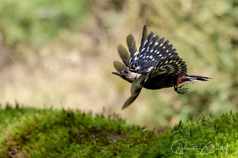 Envol du pic épeiche