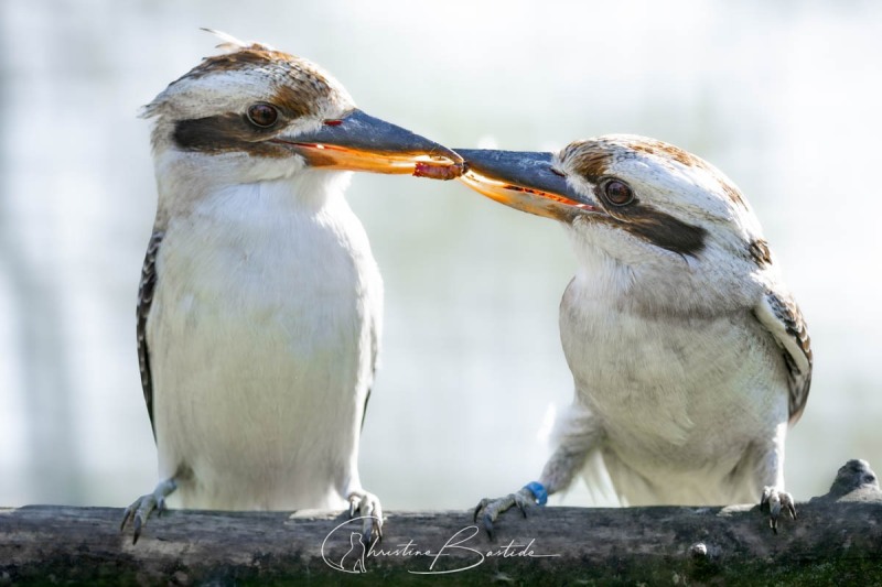 kookaburra